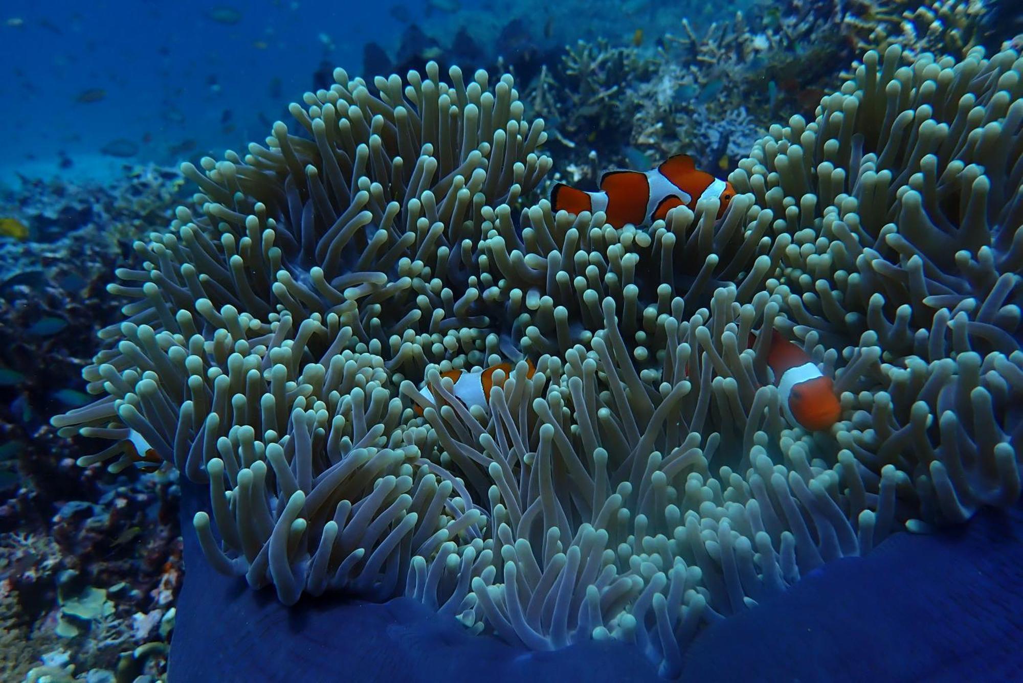 Wai Resort - Raja Ampat Pulau Birie Bagian luar foto