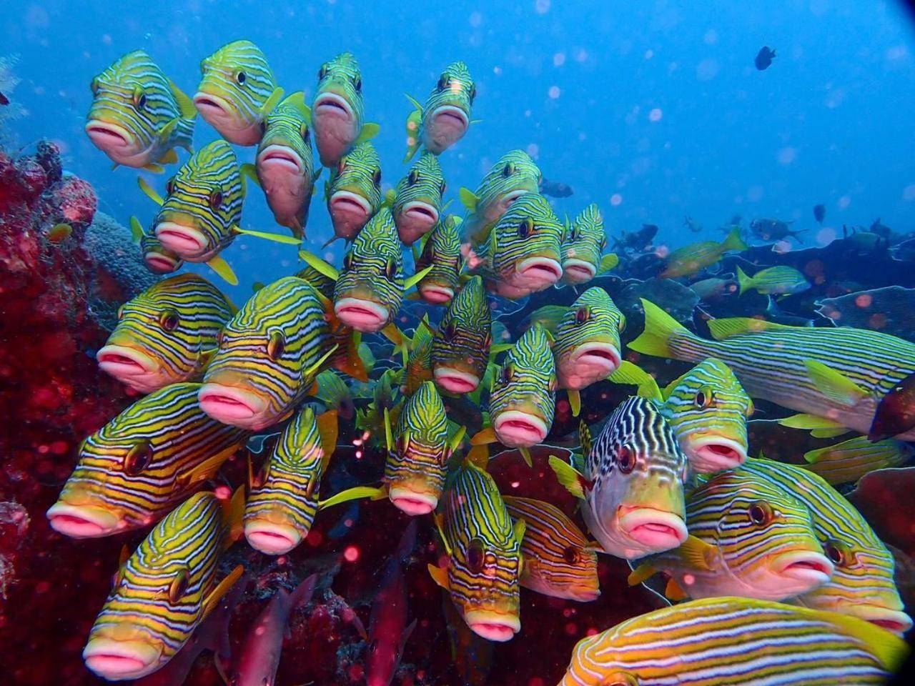 Wai Resort - Raja Ampat Pulau Birie Bagian luar foto