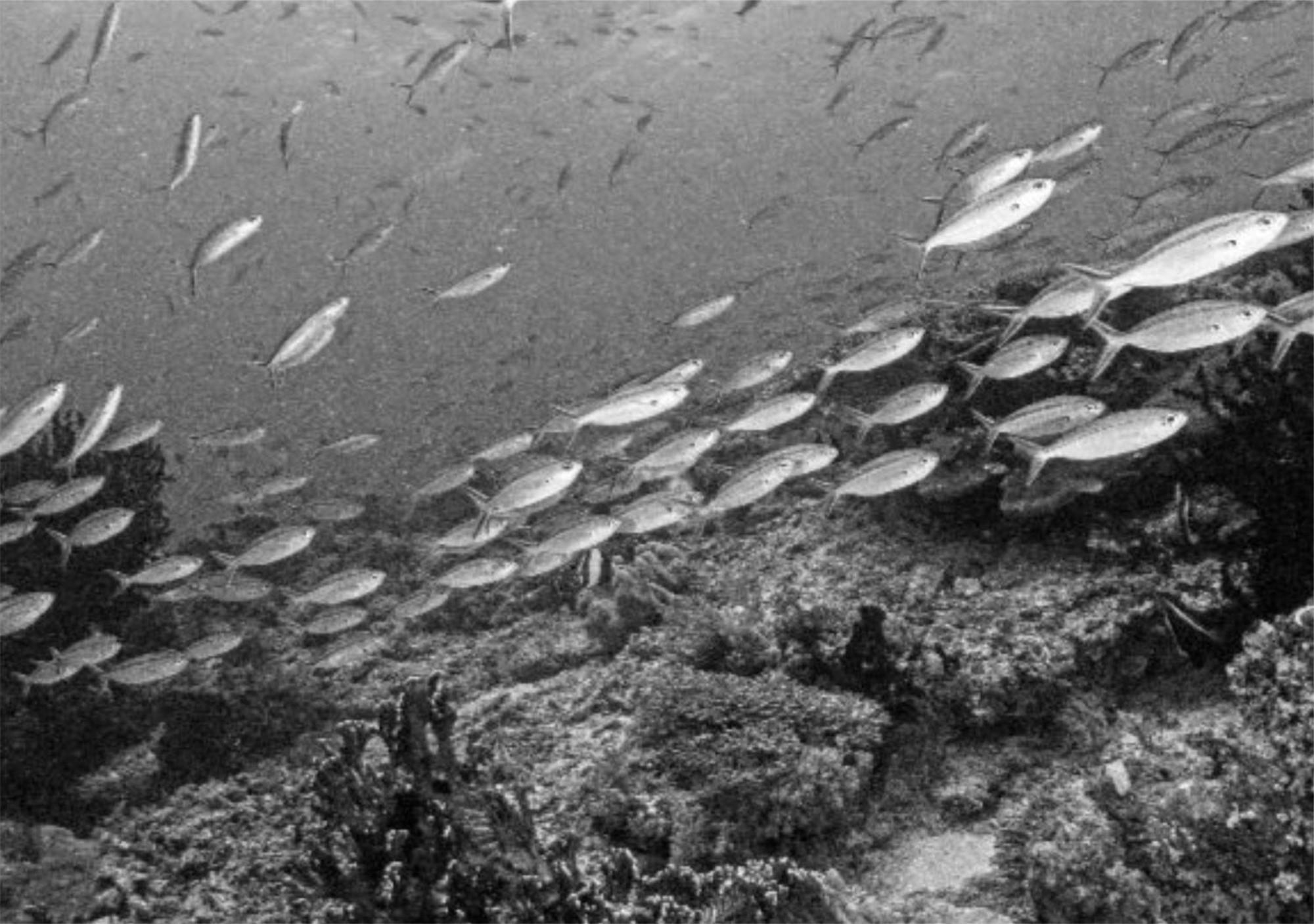 Wai Resort - Raja Ampat Pulau Birie Bagian luar foto